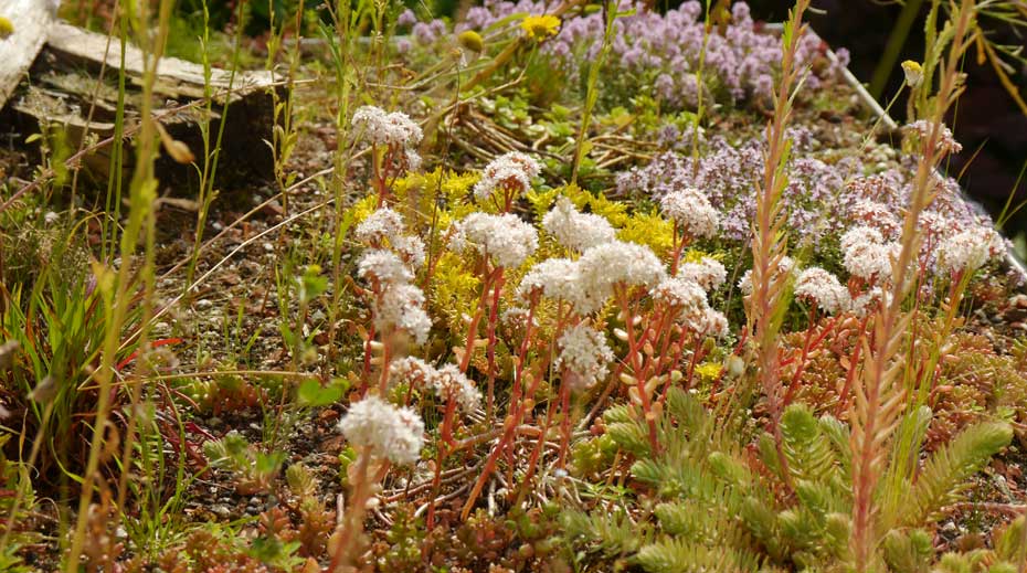 Small Green Roof Sheffield summer detail photo