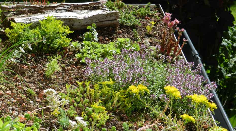 Small Green Roof Sheffield summer photo